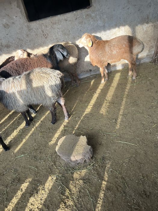 Қошқарлар сатылады