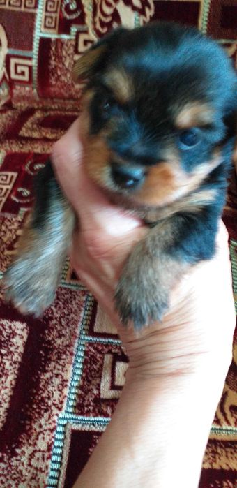 Очаровательные йоркширские щеночки.