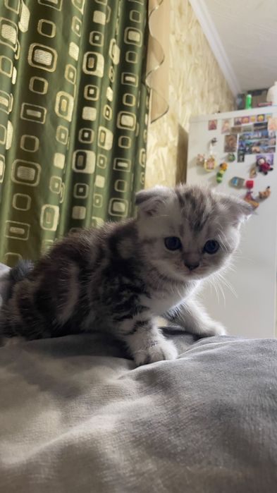 Скоттиш фолды и страйт