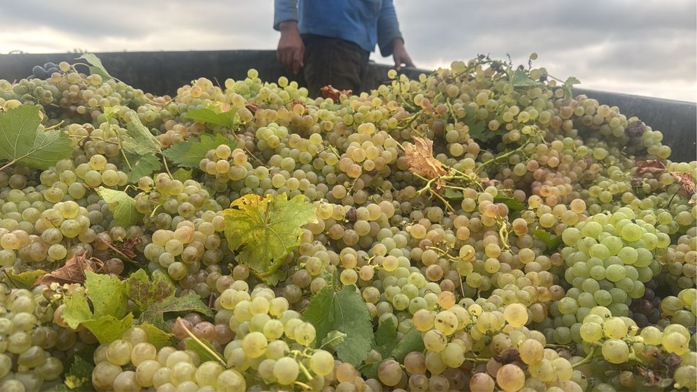 Struguri Vin -Ferma Viticola -Podgoria Panciu