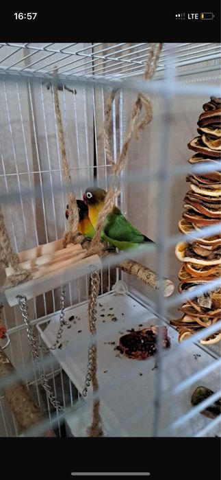 Продам неразлучников