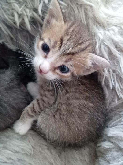 Отдам котят в добрые руки