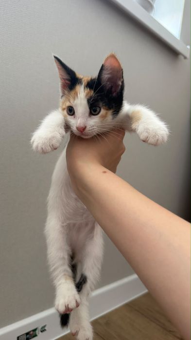 Отдам котят в добрые руки