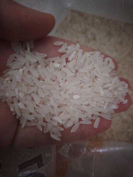 Күріш Lazer камолино