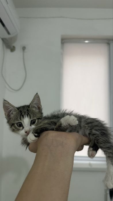 Котенок 1.5 меясца