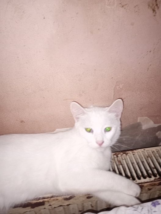 Adopție pisici rasa comuna