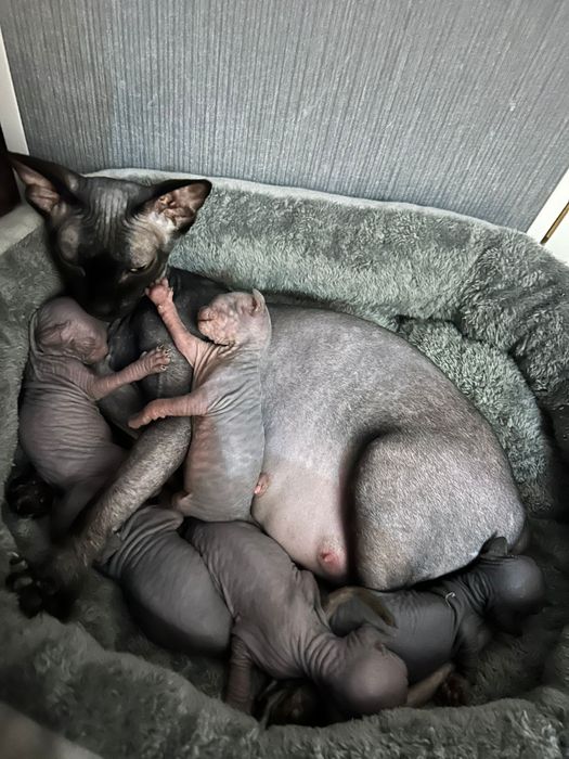 Продам котят Канадского сфинкса