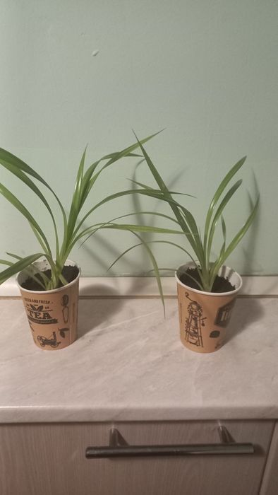 Продам комнатные цветы