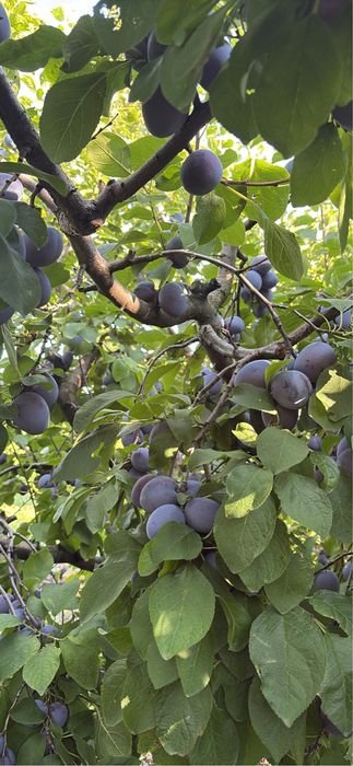 Prune de la Braila din livada proprie !!!