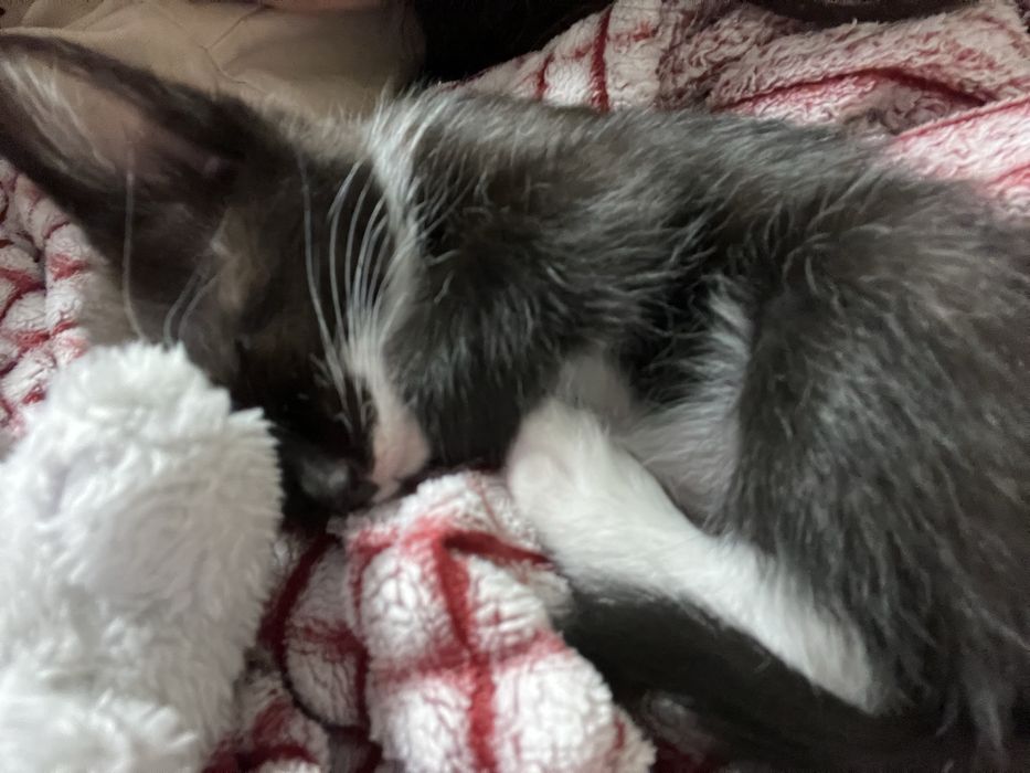 отдам в хорошие руки.