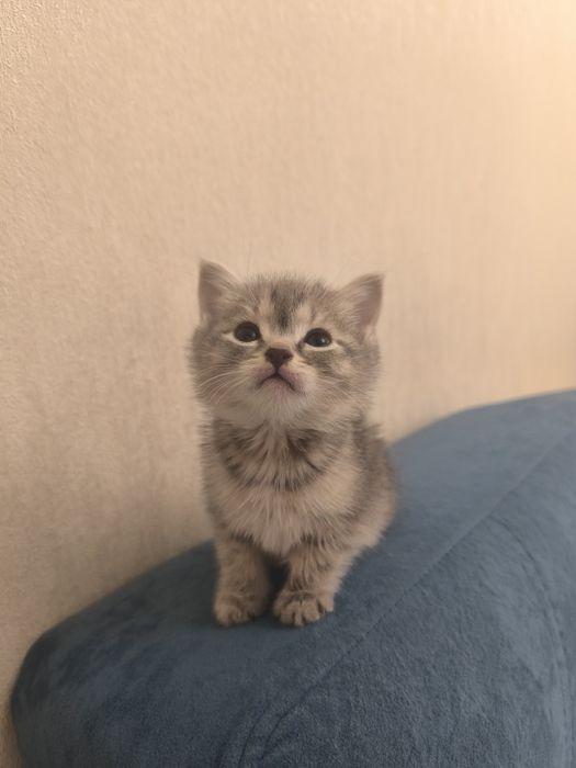 Срочно , продам британского котика