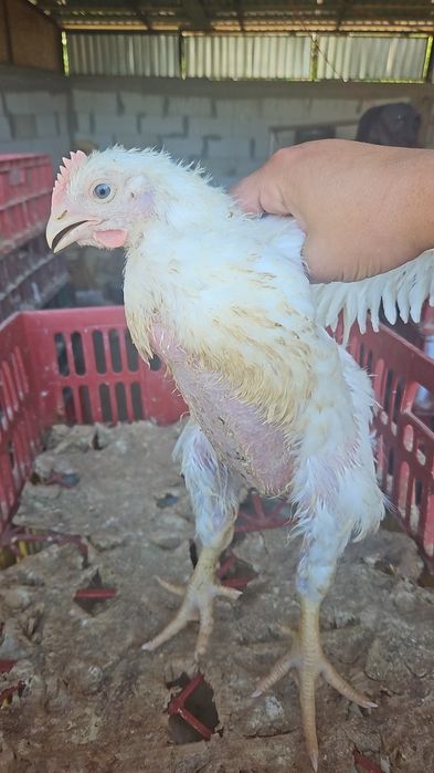 Vând pui albi de carne și pui rasă mixtă