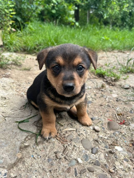 Donez căței de talie mica frumosi si jucăuși