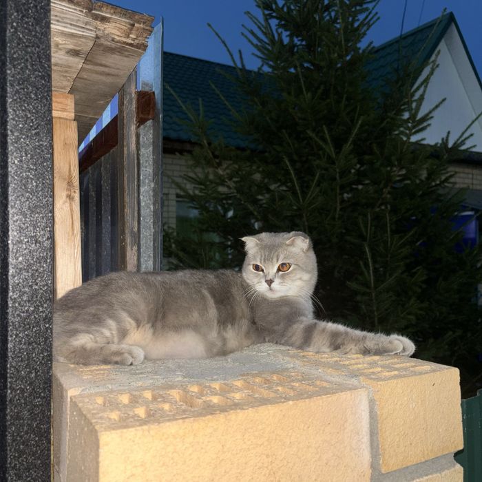 Продам породистых котят. Скоттиш Фолд