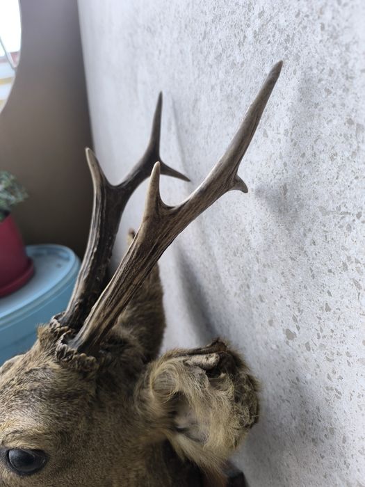 Продавам препариран бюст на сръндак