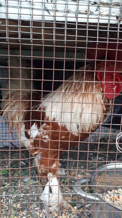 Куры, гуси, утки, кролики.