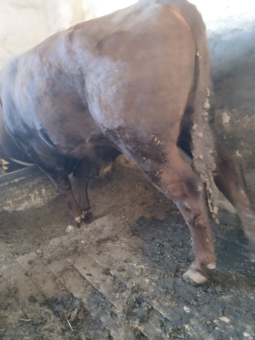 Откорм бұқалар сатылады