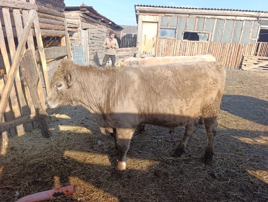 Продам бычков 4 головы.