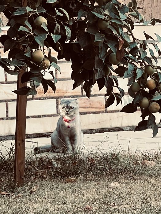 Кошка британская шиншилла (девочка)