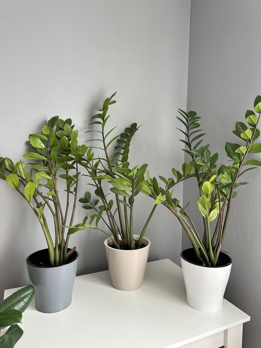 Цветы комнатные (доллар)