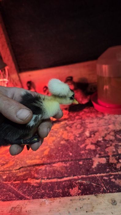 Boboci de rață cu si fără moț