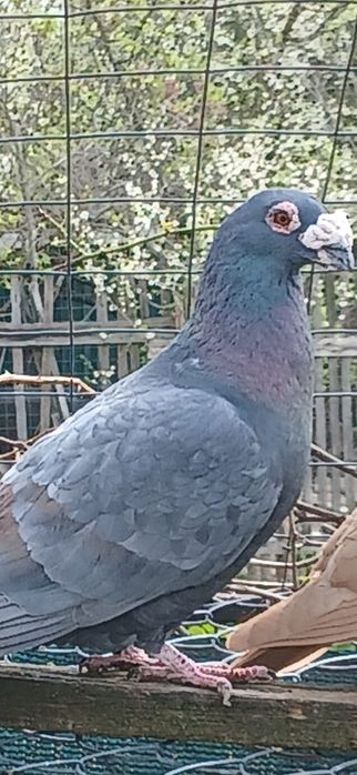 Pereche porumbei stil vechi