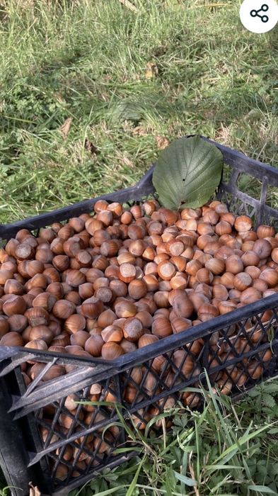 Simburi de alune de padure