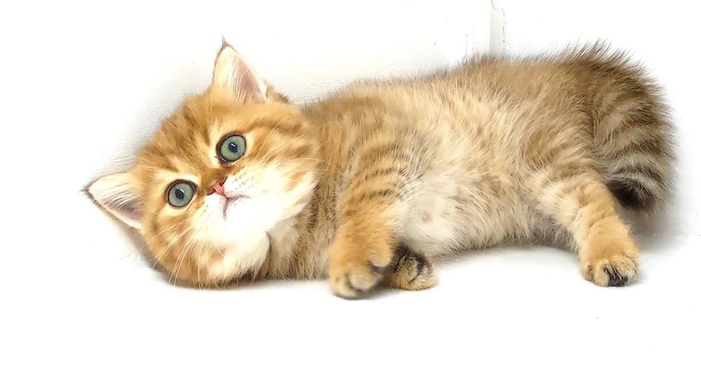 Кошечка и котик британские