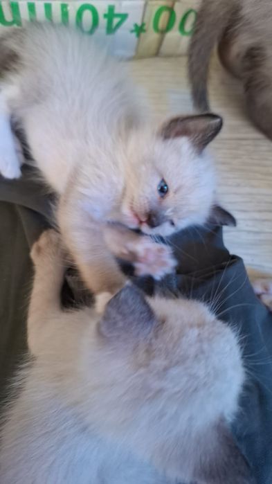 Сиамские котята! Очень добрые