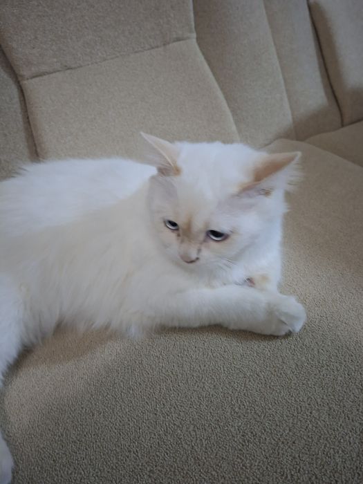 Зотдар мушуг сотилади