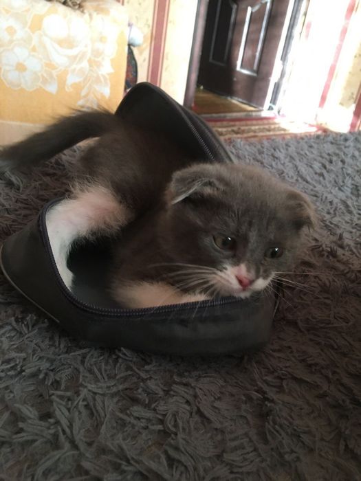 Срочно продаю котенка вислоухий