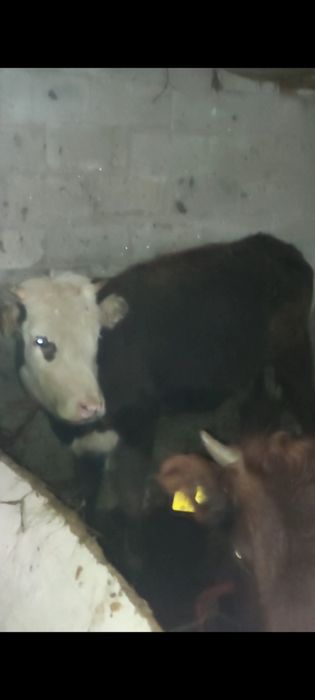 3 бас тайынша обмен бие