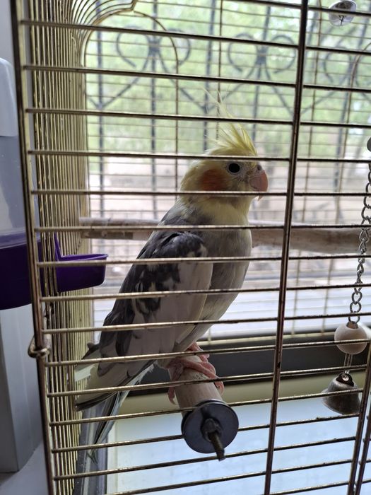 Продается попугай корелла