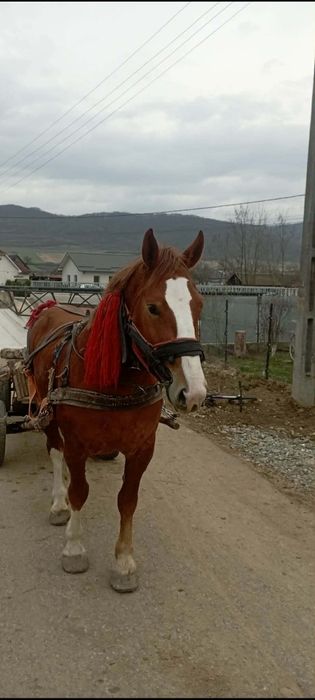 Mânză de vânzare foarte bună la căruță în vârstă de trei ani