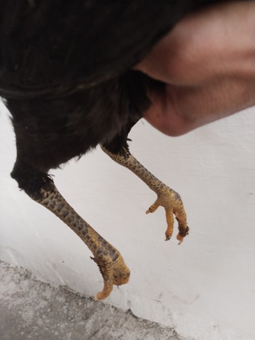 Dakan joja tovu uzun yirik narsa ota onasiyam toza narsala bogan