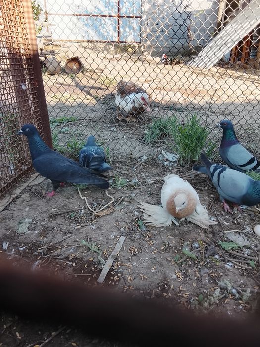 Продается Голуби