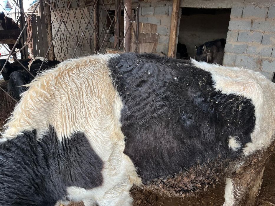 Буаз сиыр сатылады