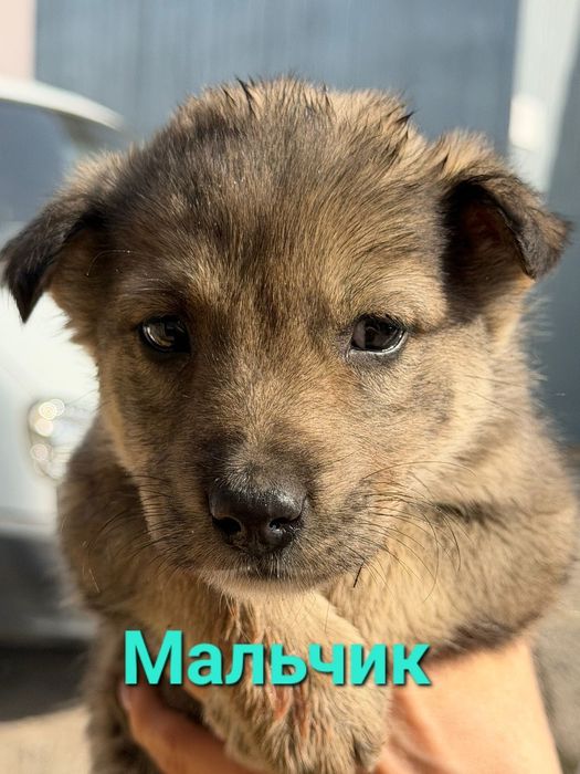 Пристраиваются обаятельные щенки