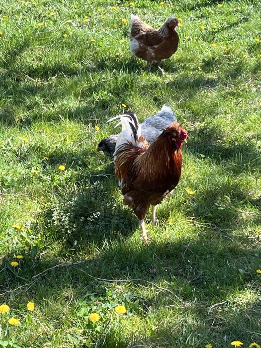 Vand fam. gaini motate