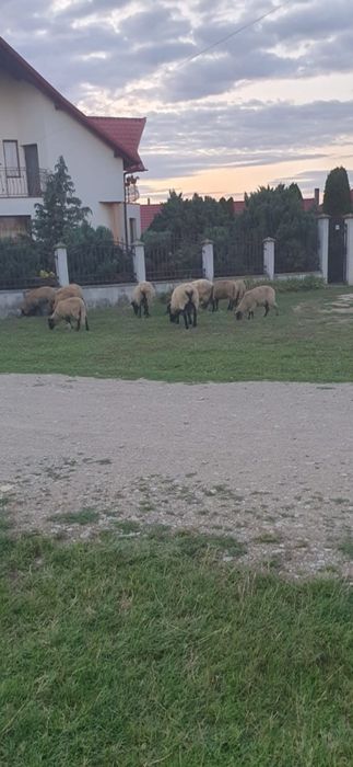 Berbecuti metiși sufolc