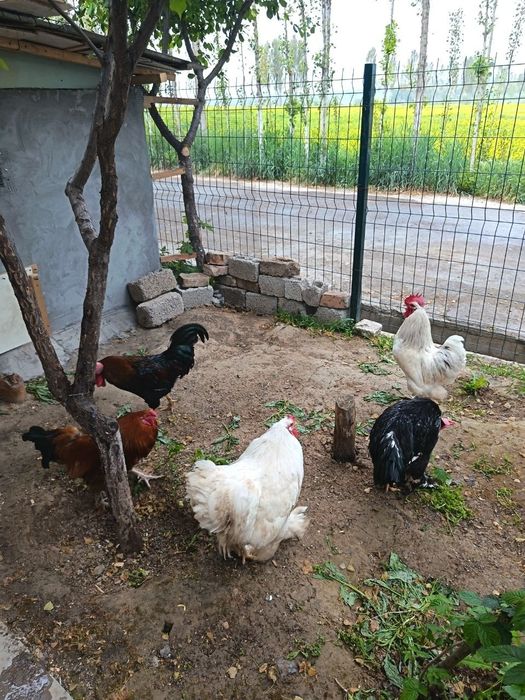 Brama xurozla sotiladi