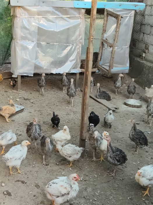 Pui de curca românească