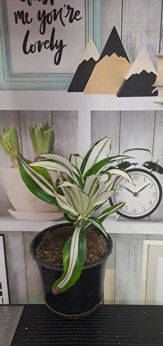 Продам комнатные растения