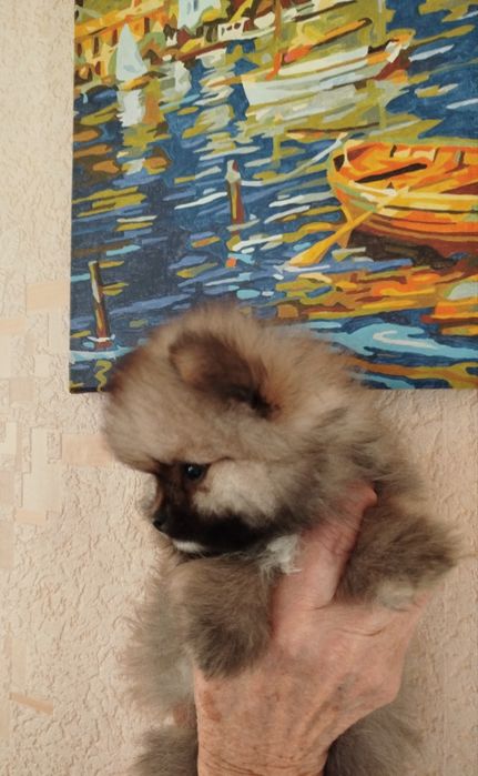 Девочка померанского шпица