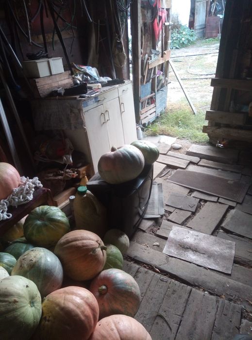 Продам тыквы домашние