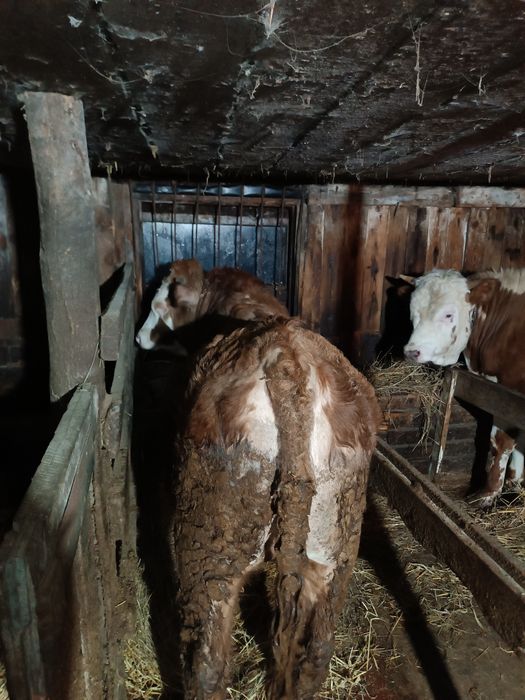 Продам быка мясной породы