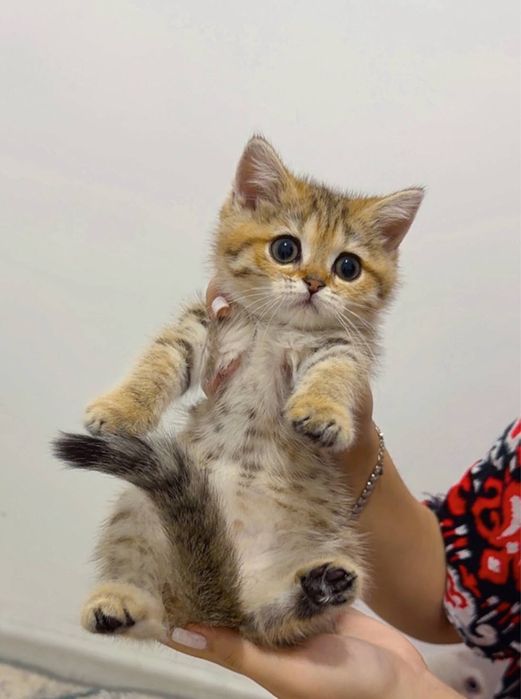 Мушук зотли табби киз