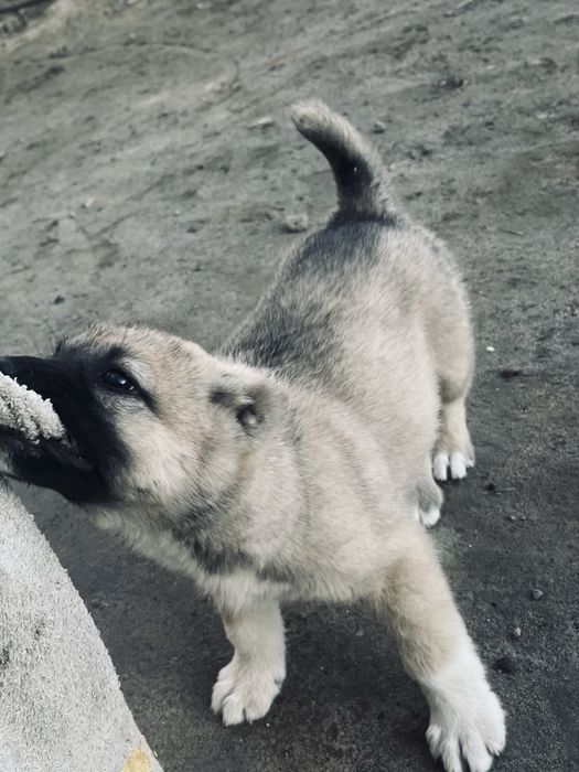 Тобет 1жарым айлык