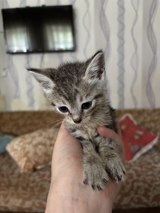 Котята, 2 девочки. Бесплатно