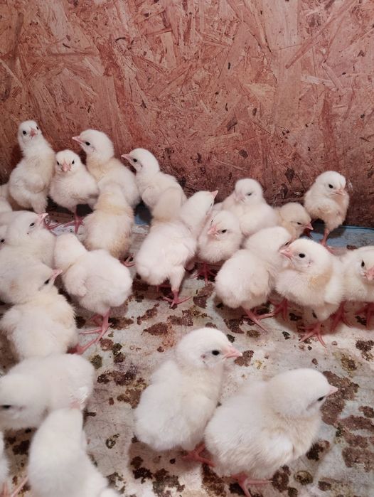 Продам суточный бройлер Рос _- 308